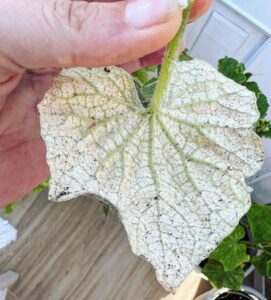 spider mites infested plant