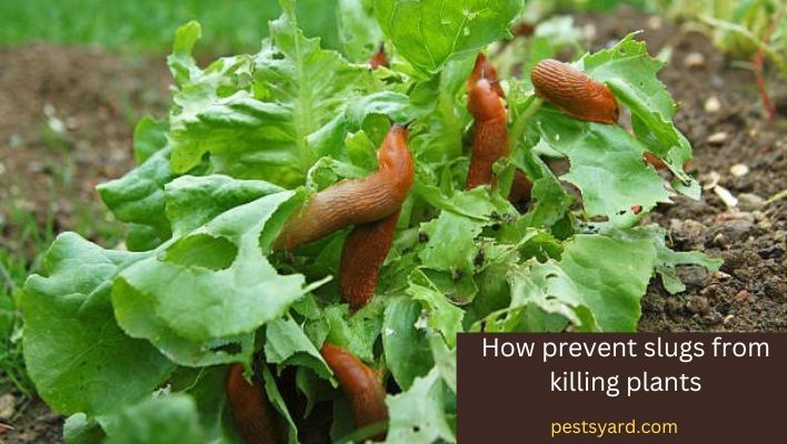 Can Slugs Kill Plants