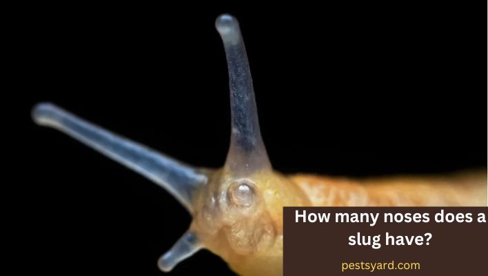 How many noses does a slug have?