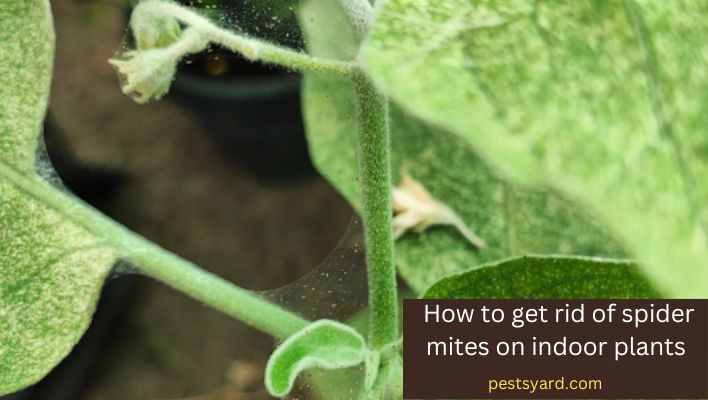 How to get rid of spider mites on indoor plants