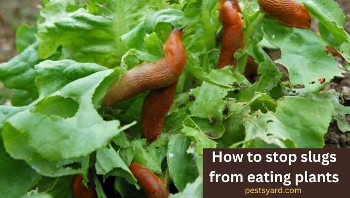 How to stop slugs from eating plants