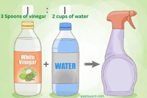 how to get rid of slug with vinegar