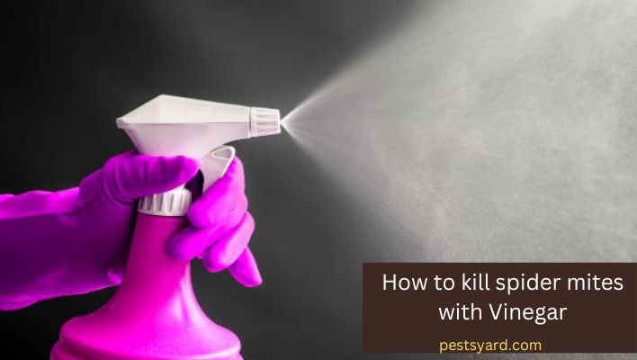 does vinegar kill spider mites