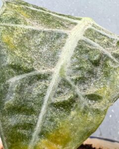 How to get rid of spider mites on indoor plants 