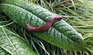 how to get rid of slugs permanently