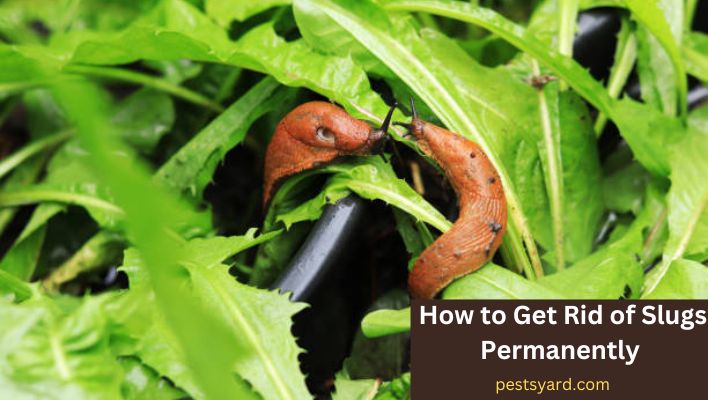 how to get rid of slugs permanently