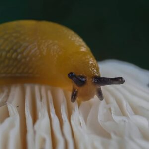 where do slugs come from 