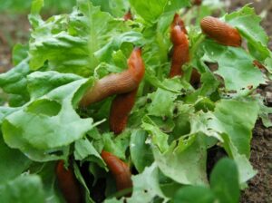 How to stop slugs from eating plants