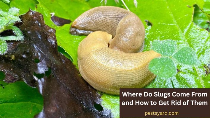 where do slugs come from