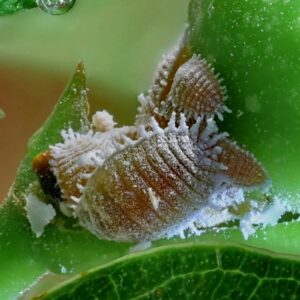 can mealybugs get in your hair