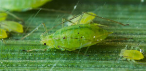 what aphids look lik 