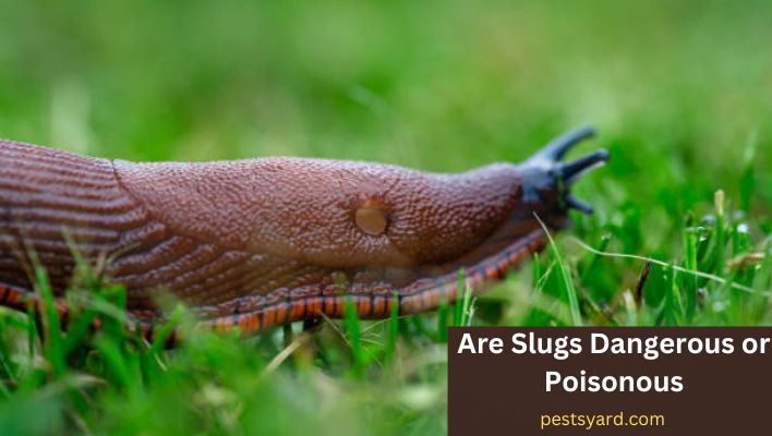 Are Slugs Dangerous or Poisonous
