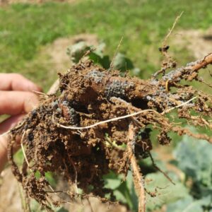 root aphids and soil mites 