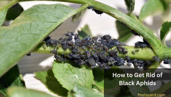 How to get rid of black aphids