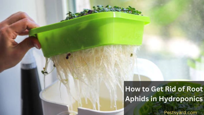 How to get rid of root aphids in hydroponics