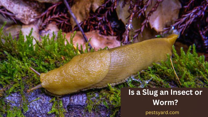 Is a Slug an Insect