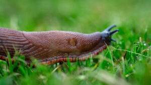 Is a Slug an Insect 