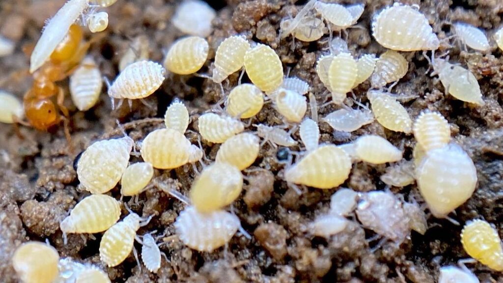 Root Aphids or Soil Mites? 14 Ways to Tell The Difference