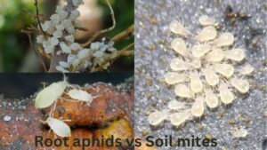 Root aphids or Soil mites