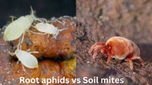 Root aphids vs Soil mites 