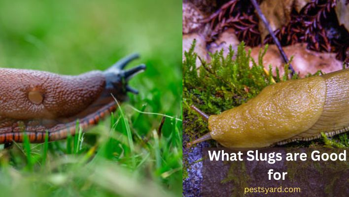 What are Slugs Good for