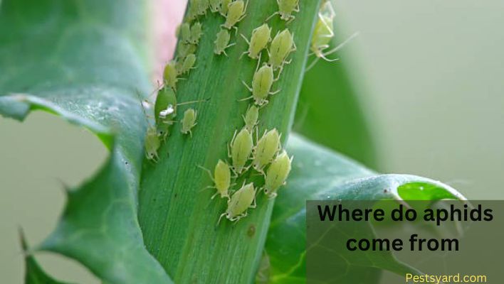 Where do aphids come from