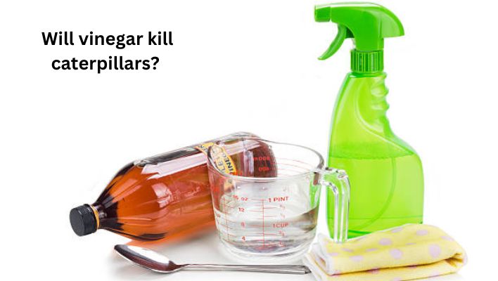 Will vinegar kill caterpillars
