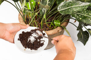 advantages of using coffee grounds on plants 