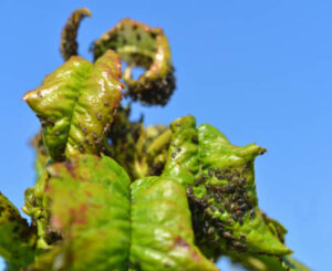 problems caused by aphids