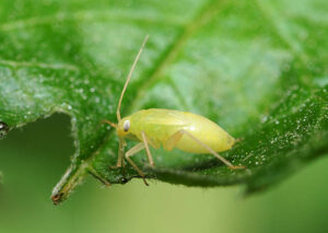what are aphids 
