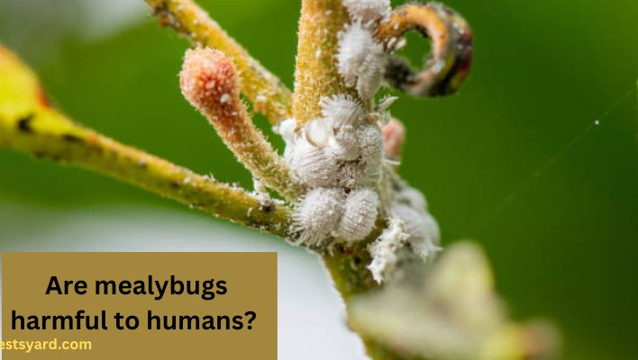 are mealybugs harmful to humans 
