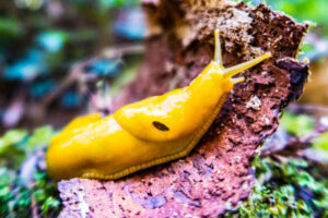 banana slugs