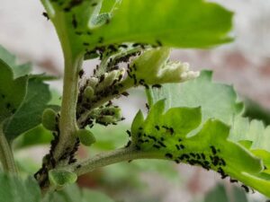How to get rid of black aphids