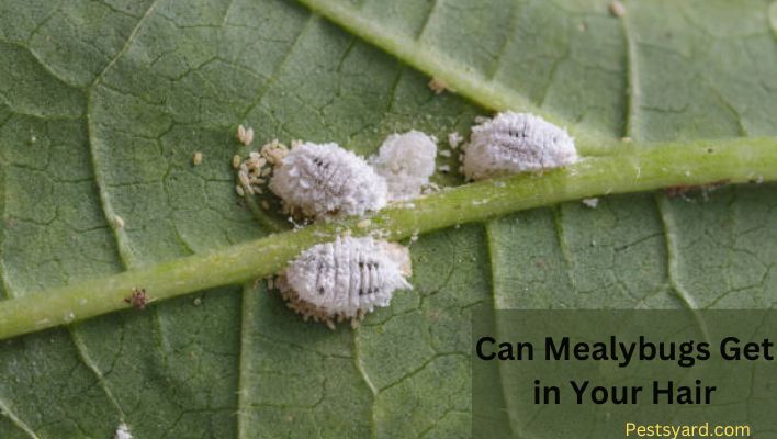can mealybugs get in your hair