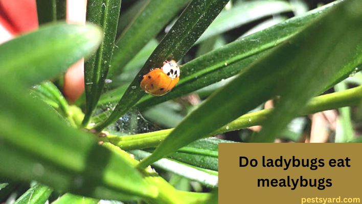 do ladybugs eat mealybugs