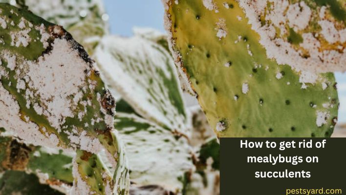 how to get rid of mealybugs on succulents