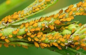 how to prevent aphids 