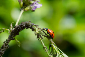 how to get rid of aphids and thrips 