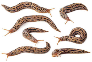 leopard slugs