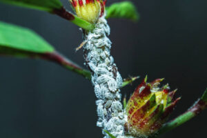 what are mealybugs 