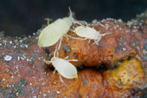 root aphids 