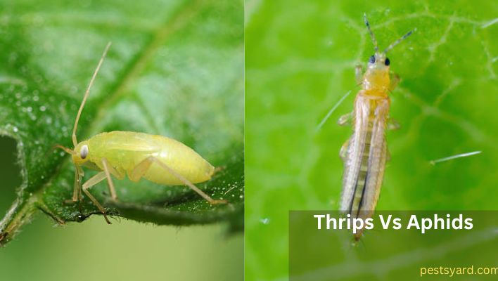 aphids vs thrips