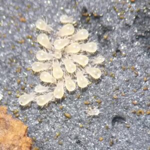 what soil mites look like 