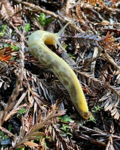 what banana slugs eat 