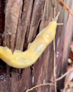 causes slug infestation