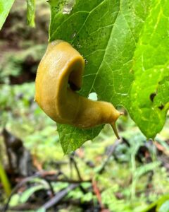 Differences between Slugs And Snails