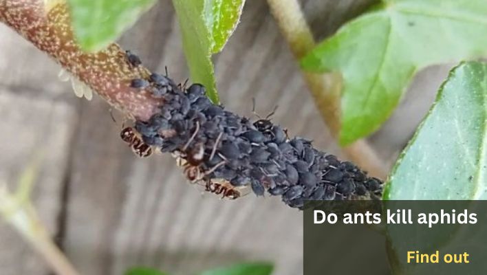 Do ants kill aphids