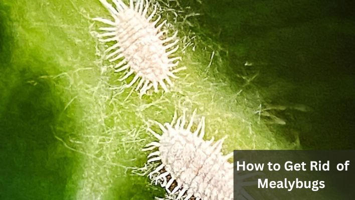 how to get rid of mealybugs
