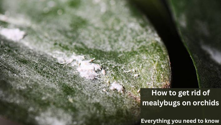 How to get rid of mealybugs on orchids
