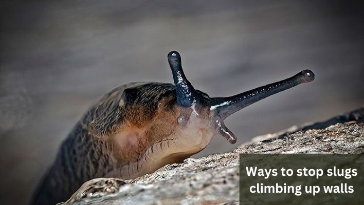 How to stop slugs climbing up walls